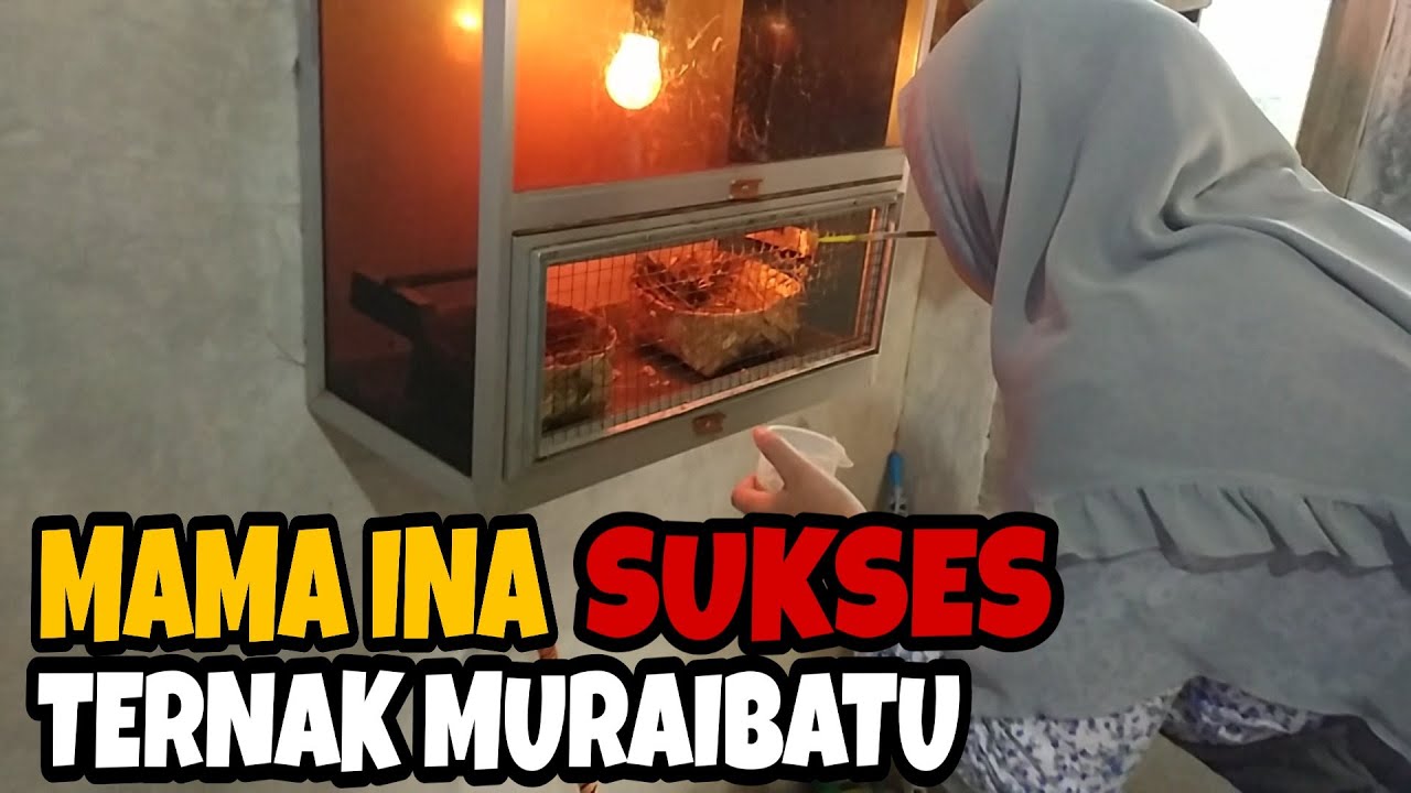 SEORANG IBU RUMAH TANGGA, SUKSES TERNAK MURAIBATU || SA Murai Bf Purwokerto