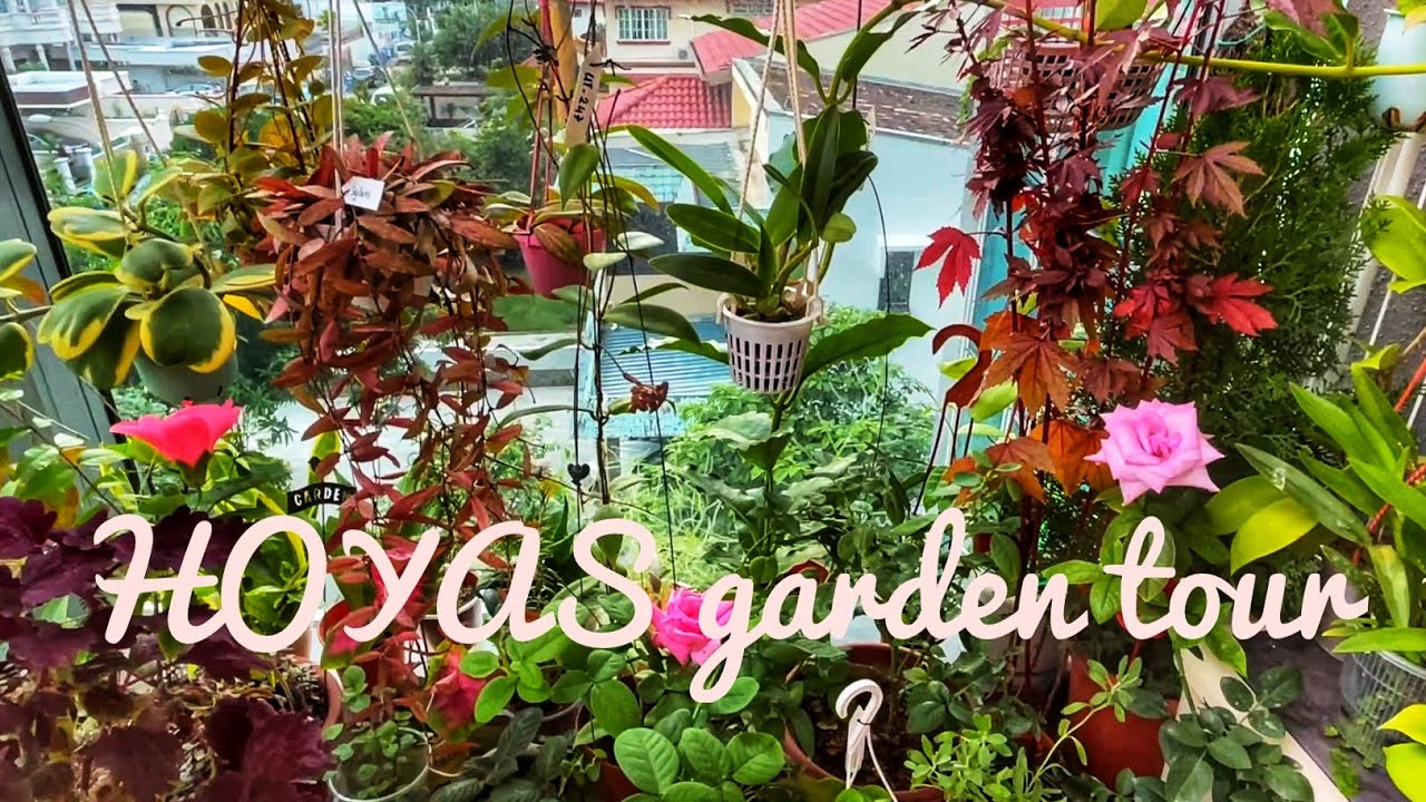 Hoya garden tour| New Hoyas and flowers added! 🌸🌿