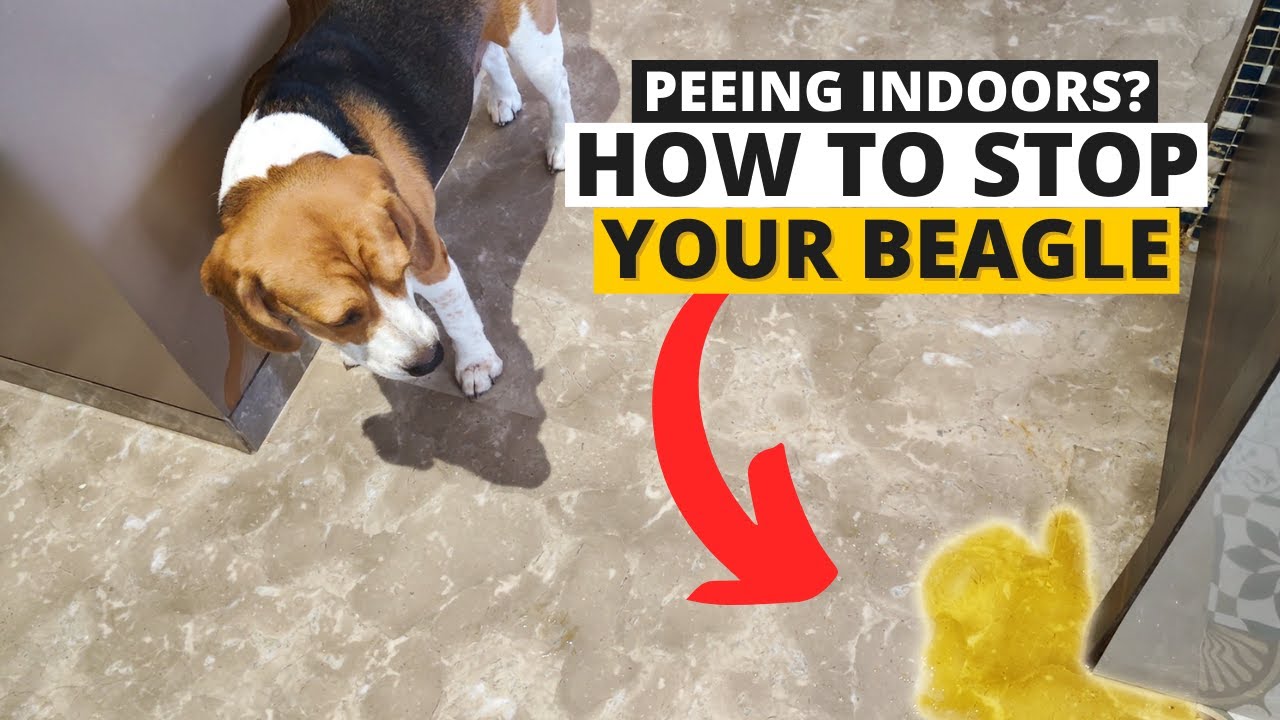 How to Teach your Beagle to not Pee in the House