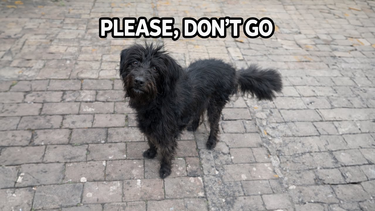 I Only Petted Him Once, But He Followed Me for 10 Kilometers