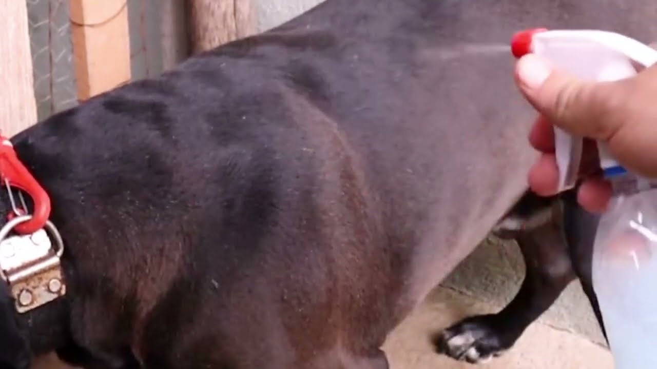 Remède maison qui élimine les puces et les tiques des chiens et des chats