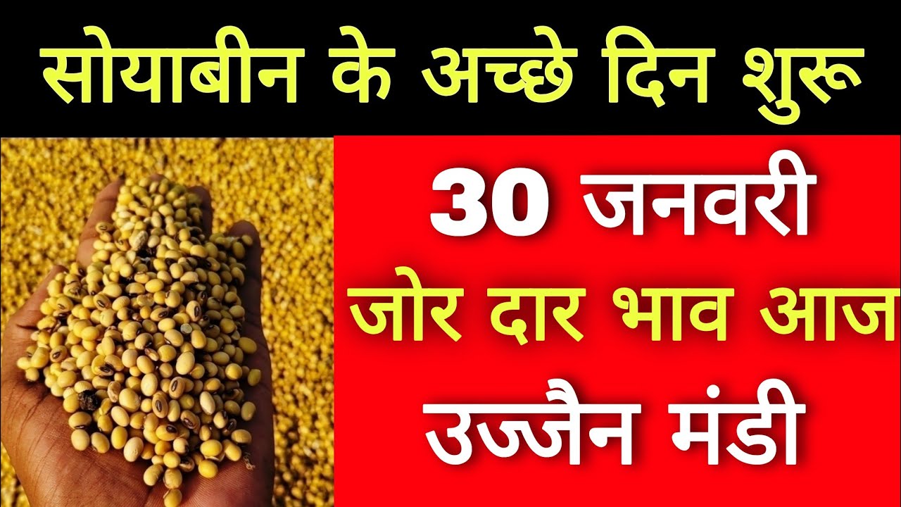 soyabin bhav Ujjain mandi l 30 january 2026 l ujjain mandi bhav Today l live bhav