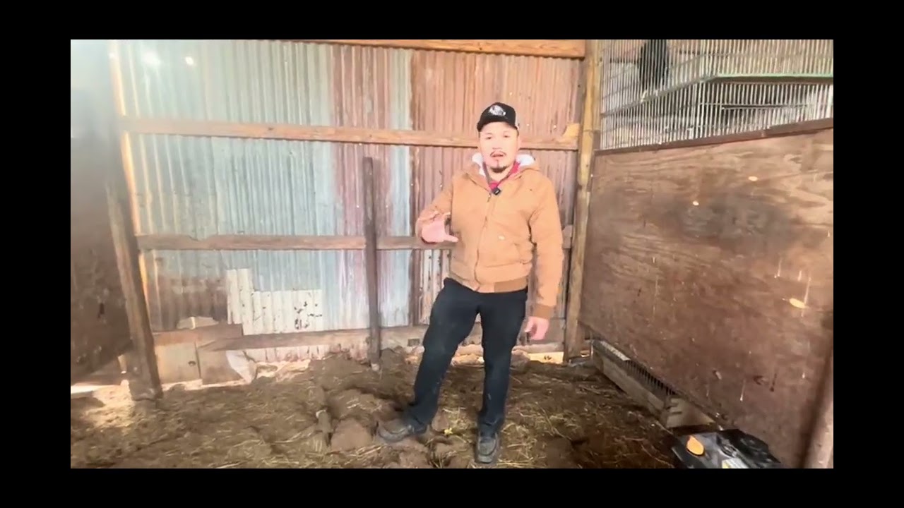 Preparando jaulas para las gallinas y sus pollitos 