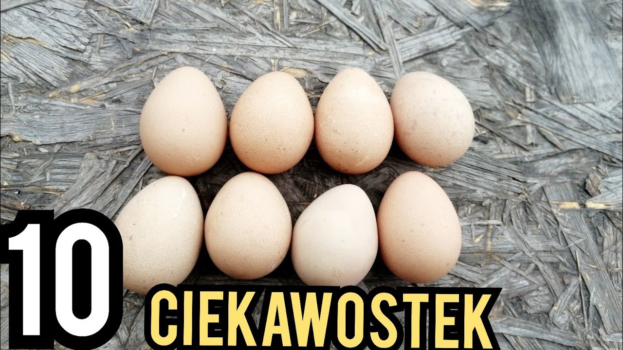 Jaja perlicze - 10 CIEKAWOSTEK + (BONUS)❗🥚