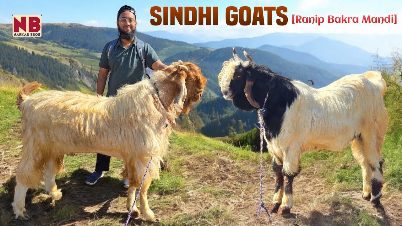 Shaandaar Sindhi Bakre @ Ranip Bakra Mandi - Ahmedabad 2025 | Extraordinary Goats