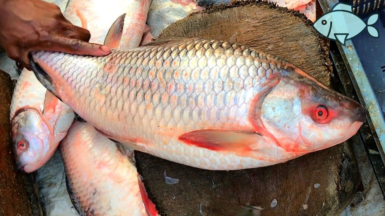 Amazing Rohu Fish Cutting Technique, Rohu Fish Fillet Cutting By Fishmonger At Fish Market