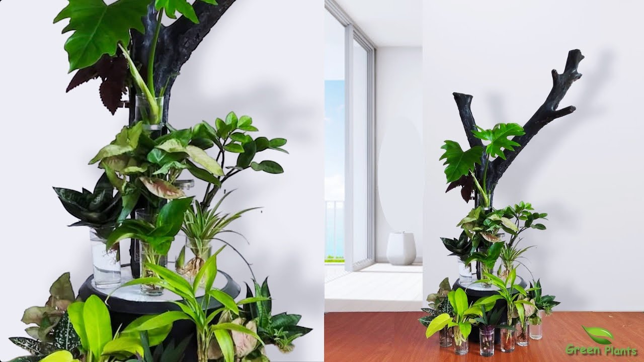 Indoor Plants Grow and Decorate Only in Water | Water Garden for Indoor Balcony Home//GREEN PLANTS