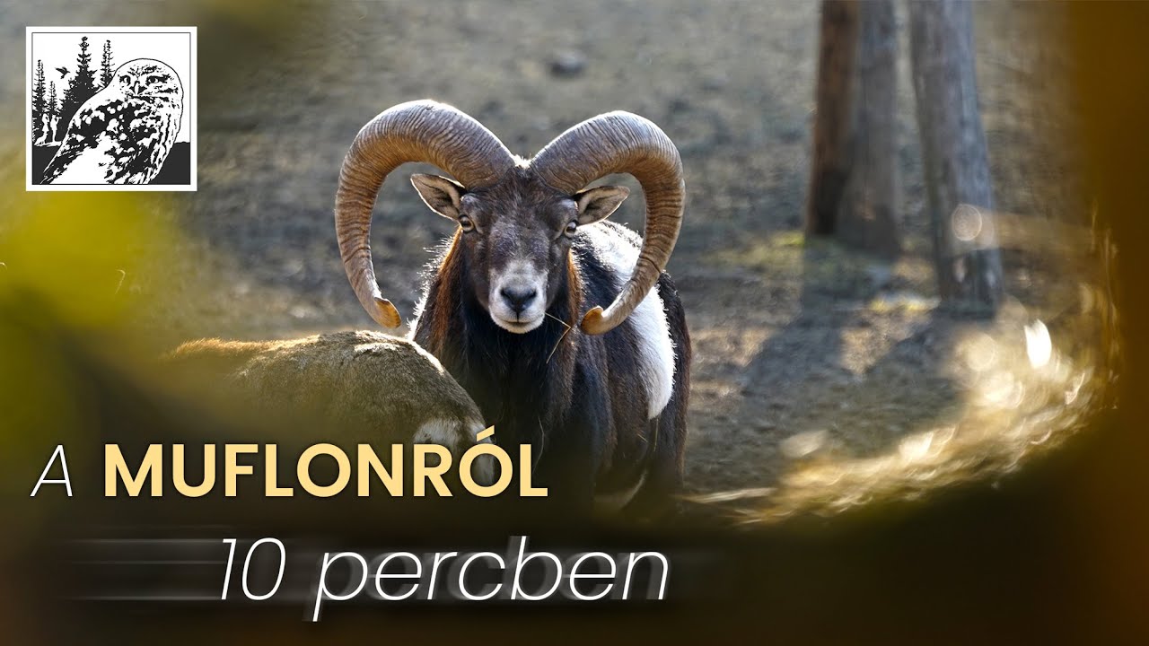 Ismerjük meg a muflont