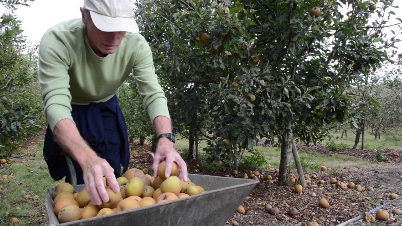Community Orchard