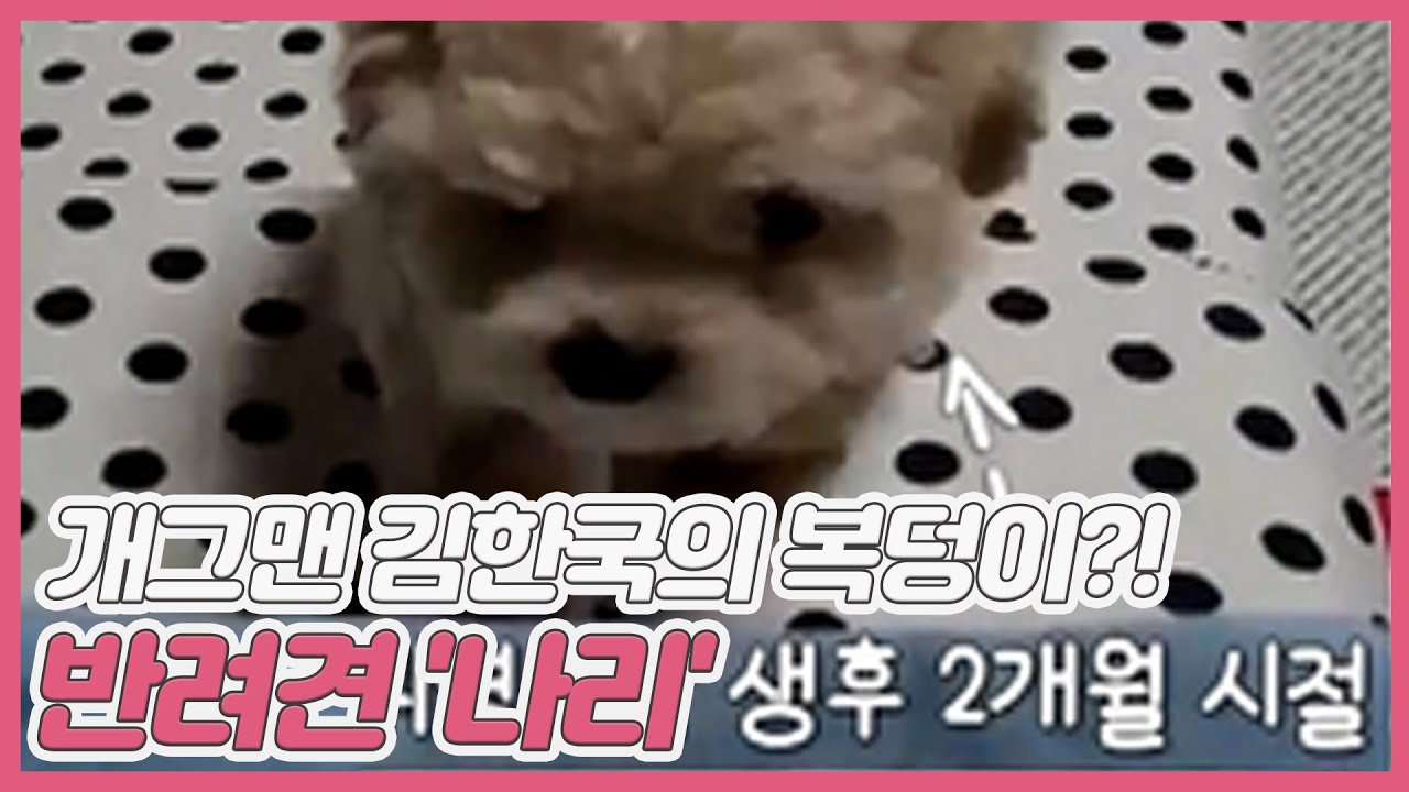★반려견 자랑 Time★ 개그맨 김한국의 복덩이 반려견 '나리' MBN 210508 방송
