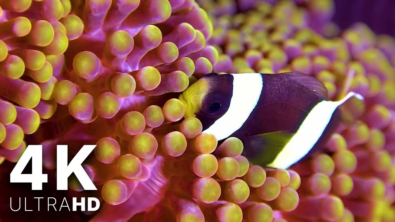 Underwater Calm 🌊 The Most Peaceful Ocean 4K ULTRA HD