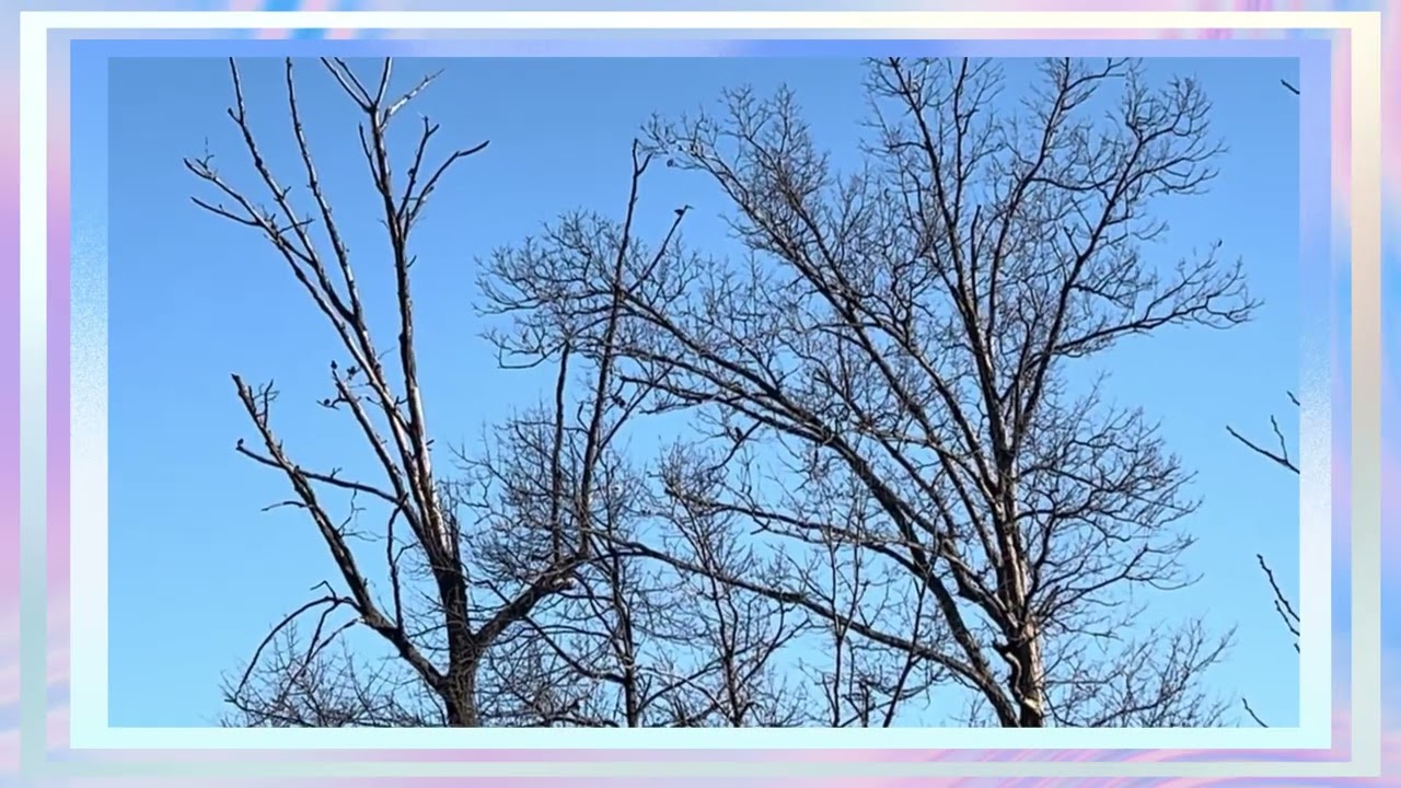 Birds Music from the Branches