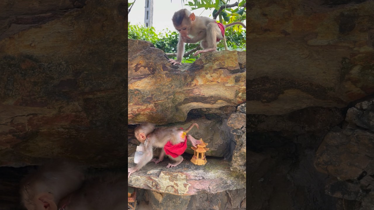 the baby monkey pooped in his pants🫣Monkey Susu