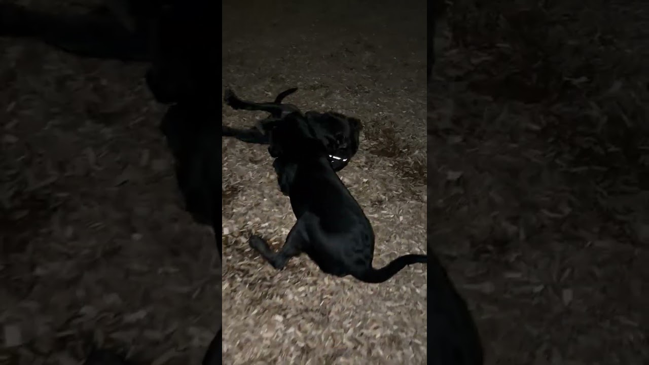     6-Month Cane Corso Playing With Labrador 🐶🥰 | Gentle & Lovely Big Dog Play