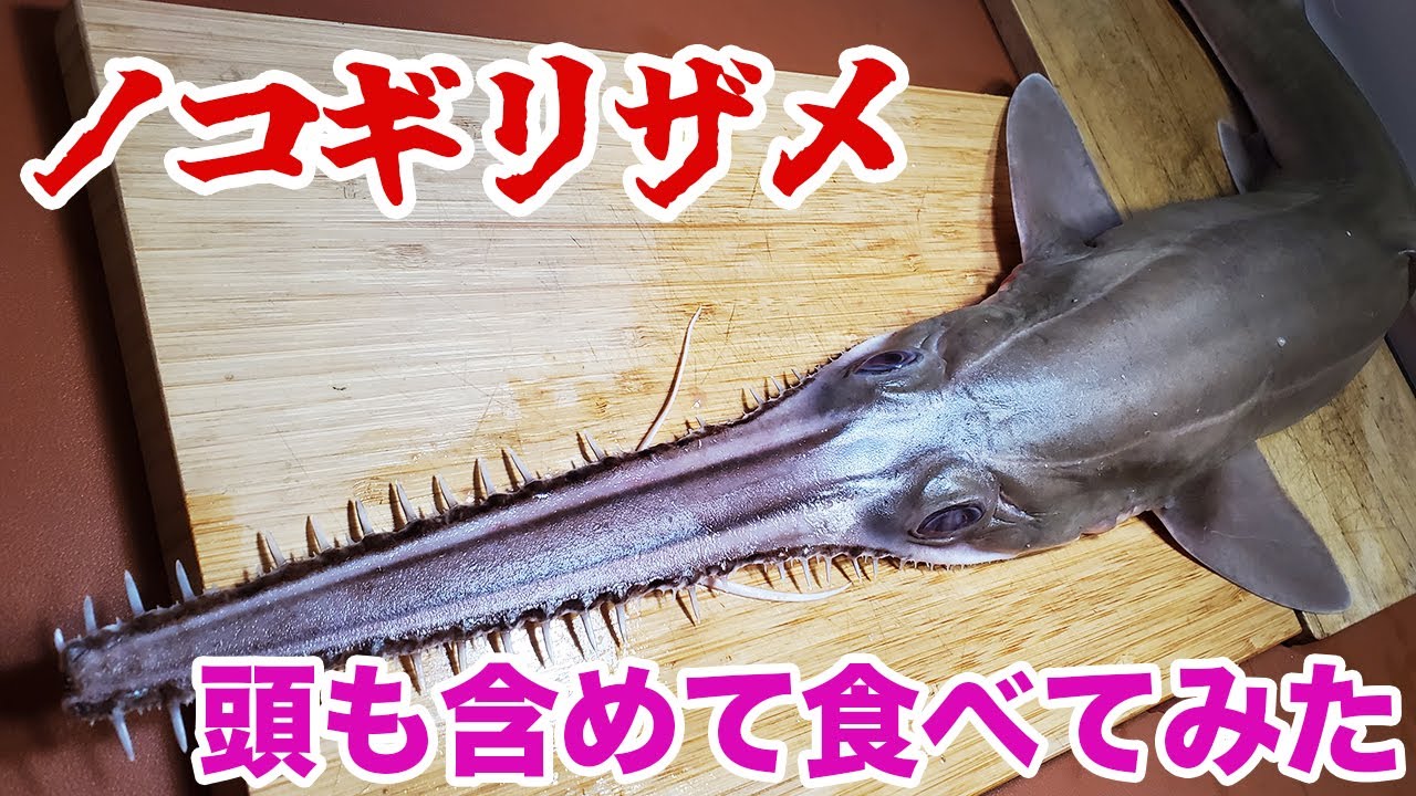 ノコギリザメの頭も含めて食べてみた