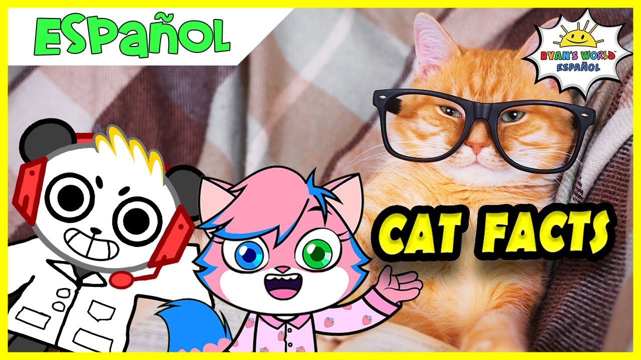 Combo Aprende Datos Sobre Gatos con Alpha Lexa! Video Educativo