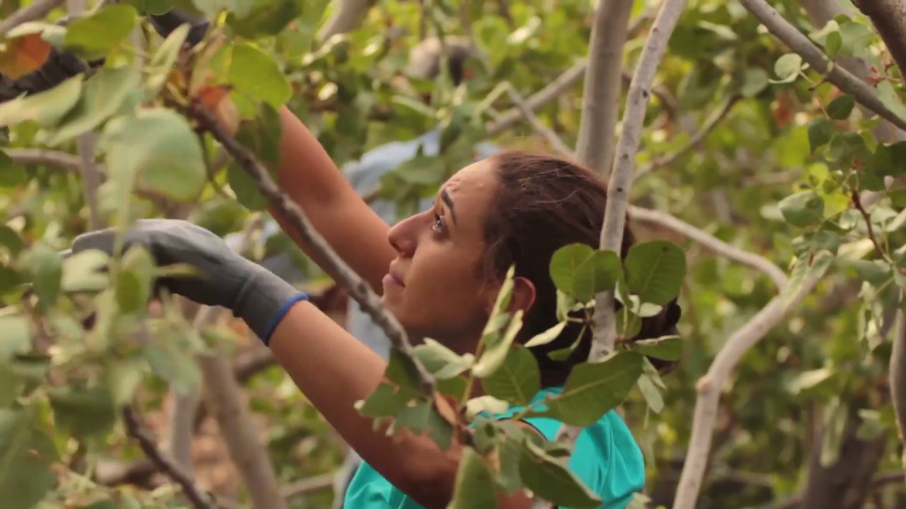 Pistacchio di Bronte, piccola storia di una tradizione secolare