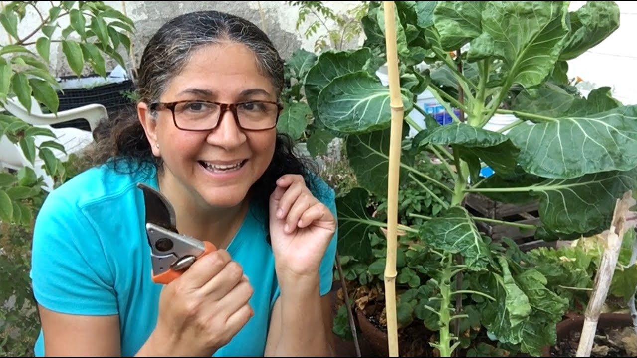 Poda de coles de bruselas y hierbas aromáticas | Labores del huerto