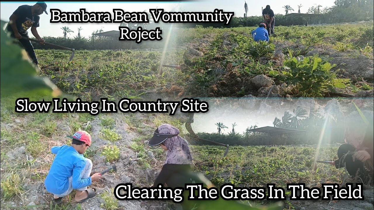 Bambara Bean Community Project 🥜 Clearing The Grass In The Field 🪴🌳 Slow Living In Country Site🏡🌴🏠