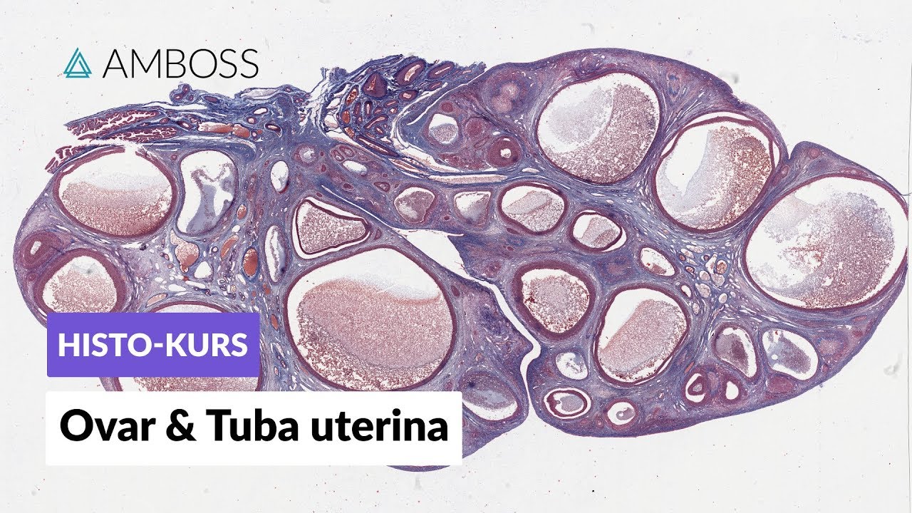Histologie Ovar und Tuba uterina - Mikroskopische Anatomie - AMBOSS Video