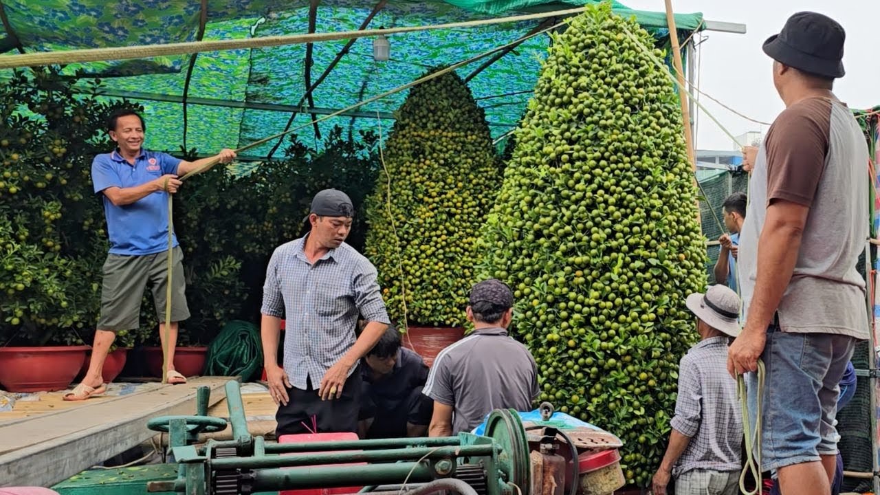 Vừa cập Bến Bình Đông, cặp quất khủng đã được một đại gia Sài Gòn xuống tiền tươi chở về