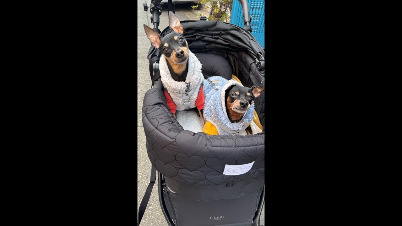 개모차 끌고 봉화산 가보기 🐶🚶‍♀️ | 단오담이 산책라이브