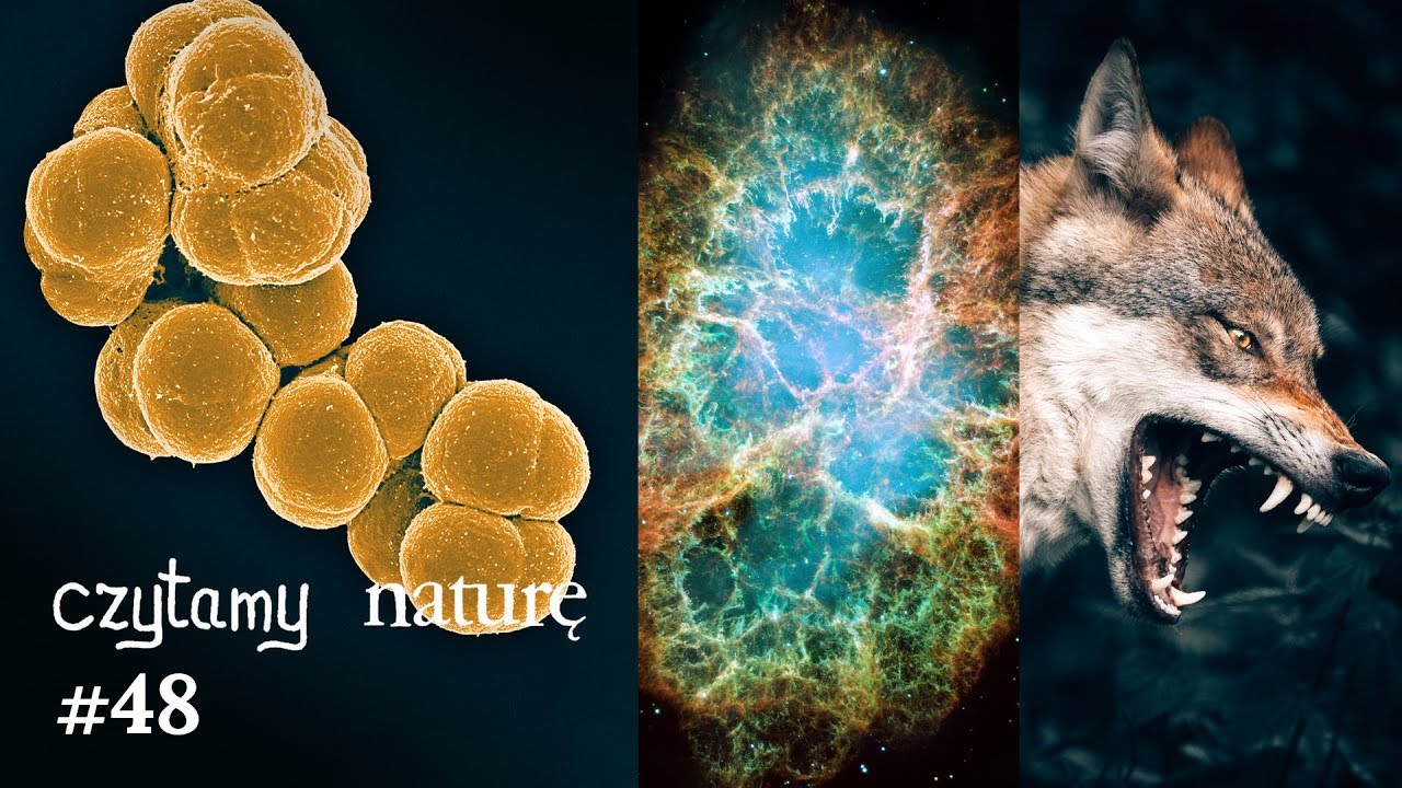 Czytamy naturę #48 | Brakujące ogniwo z dna oceanu - Super-supernowa - Wilki aportują