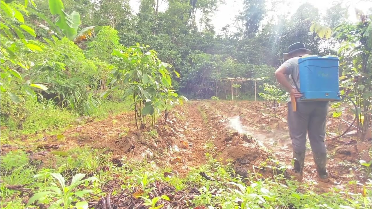 Part 2 ,Penyemprotan bendengan mengunakan Herbisida