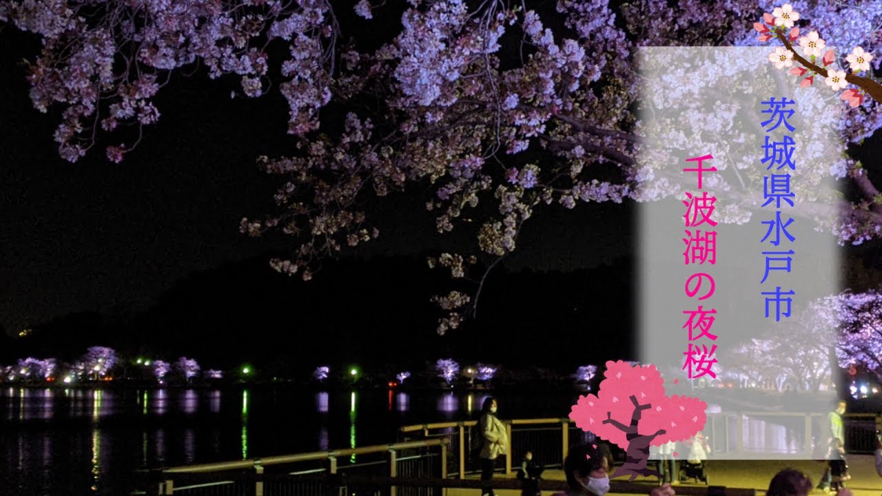 茨城県水戸市 千波湖の夜桜 2021