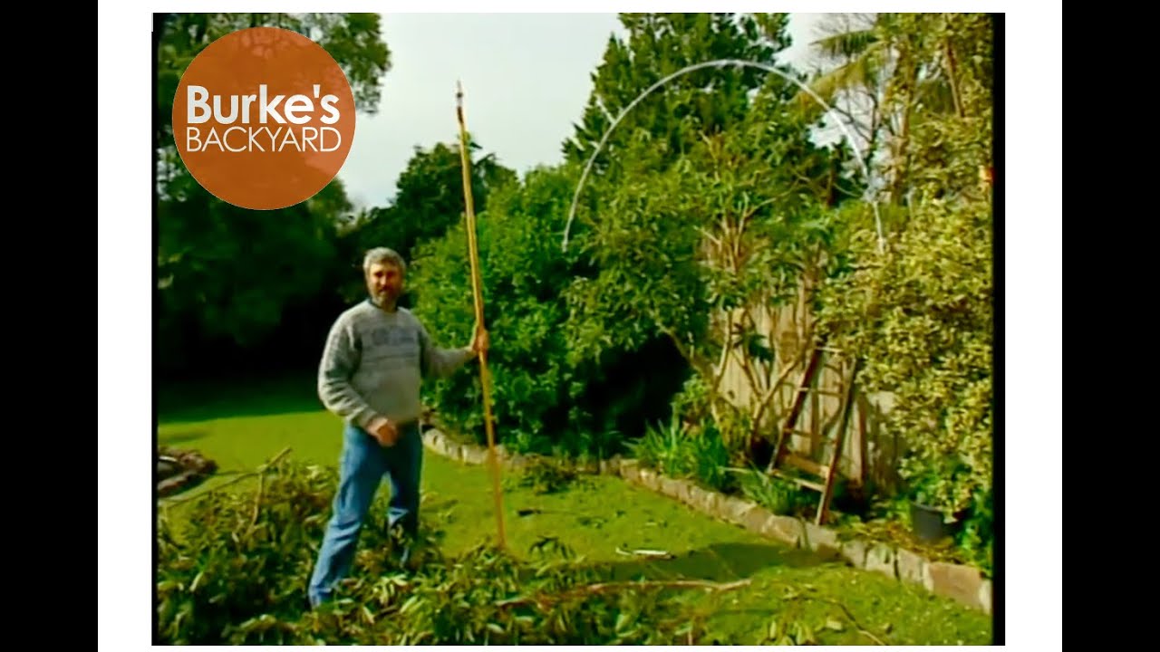 How To Prune A Tree -Tibouchina