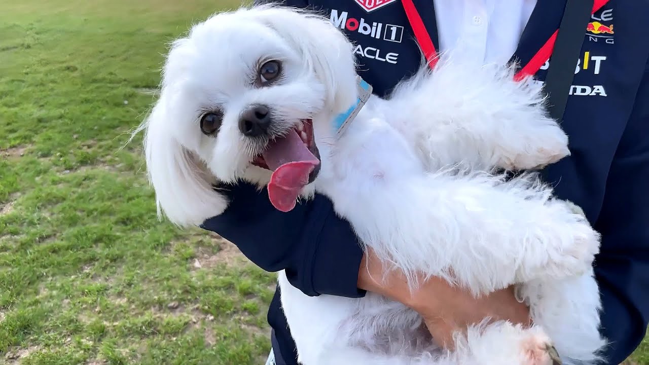 MALTESE LOVE IS THE PUREST LOVE 💕