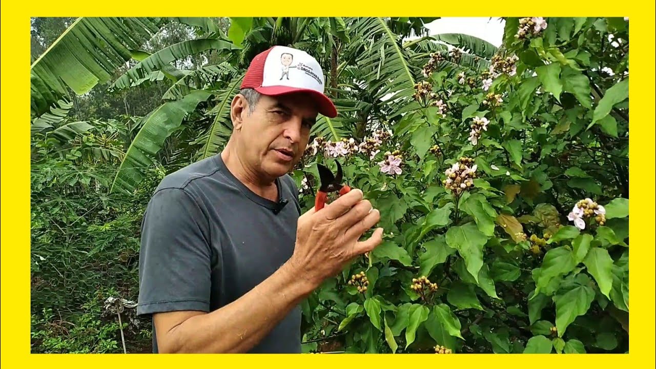 Dica de poda para o pé de urucum produzir mais