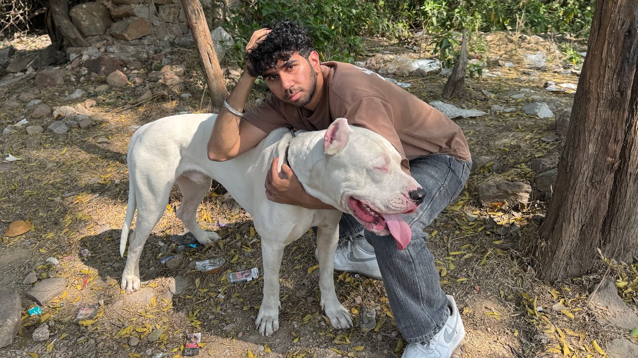 Dogo Argentino Lost in Park 😨 #vlog 