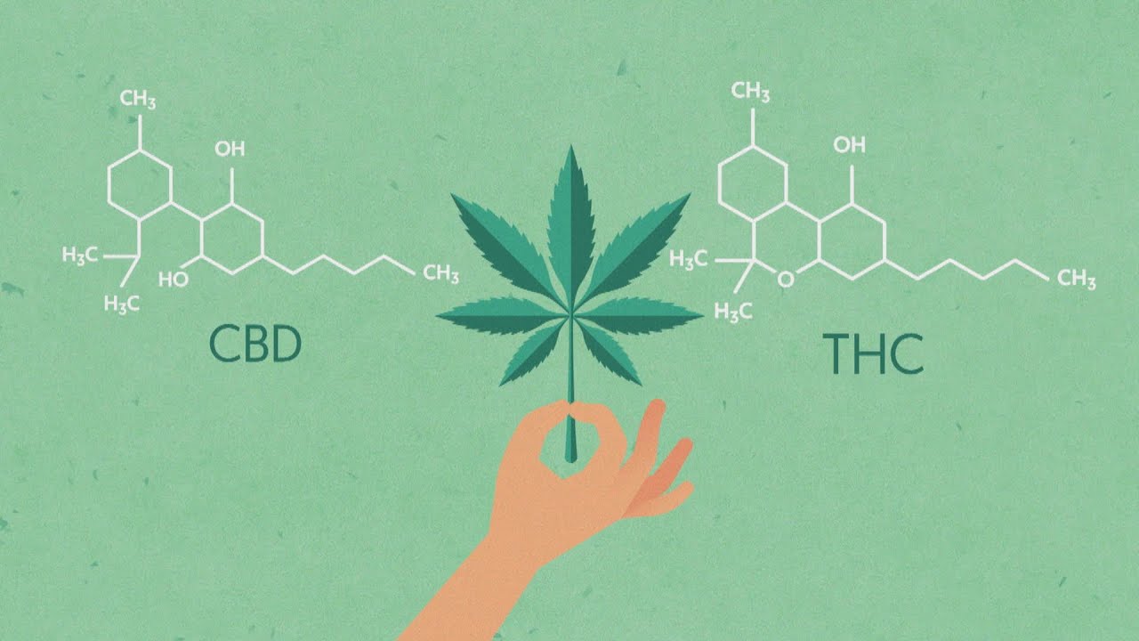 Medicinal Cannabis Minefield