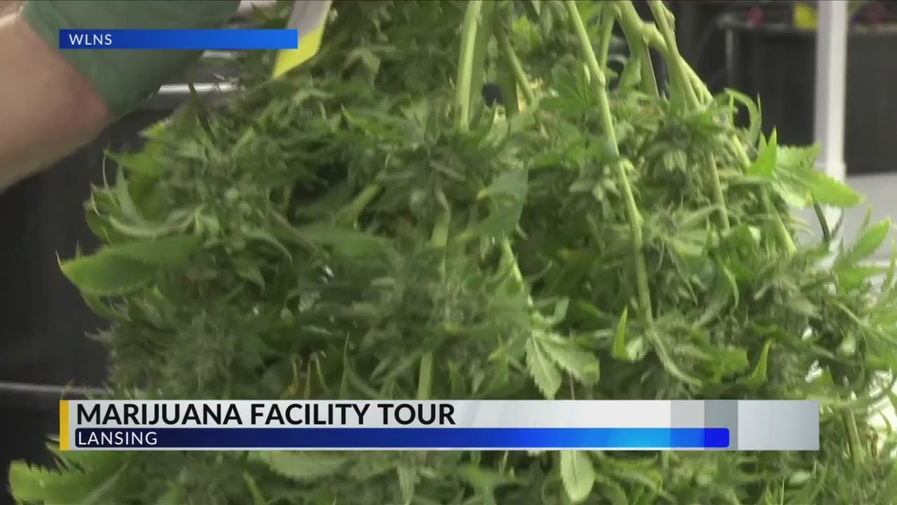 Marijuana facility tour