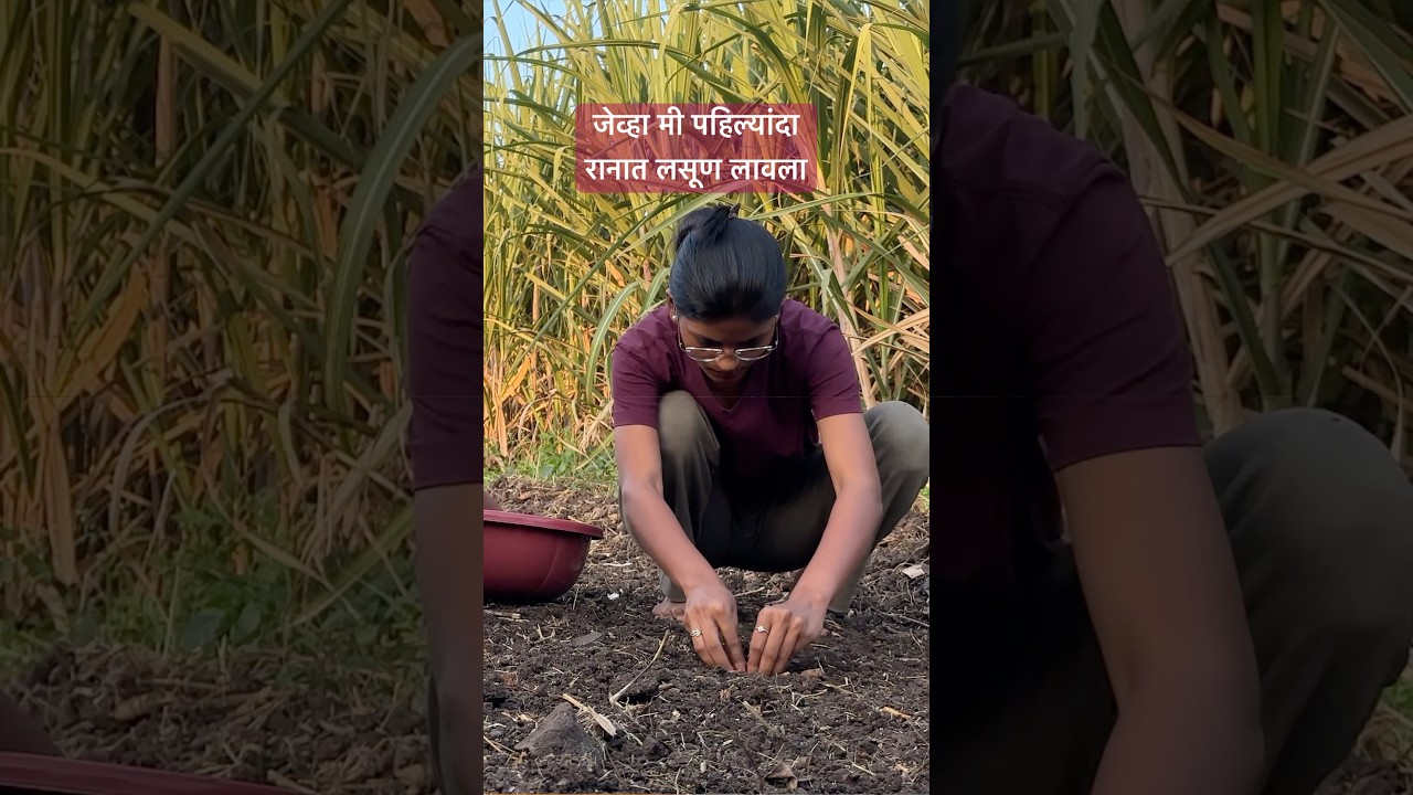 जेव्हा मी पहिल्यांदा रानात लसूण लावला