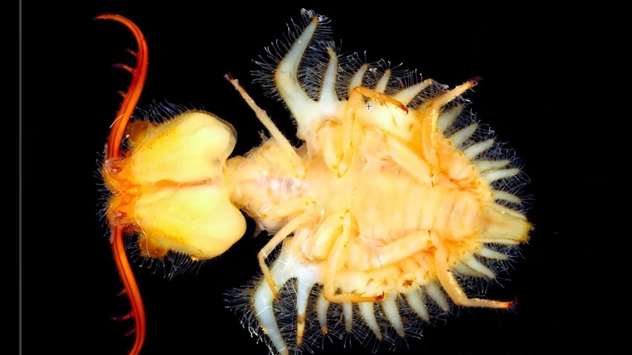Fighting Techniques of the Insects: Interview with Professor Joachim Haug