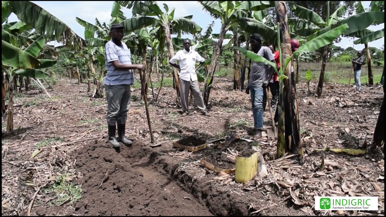 Manure Application