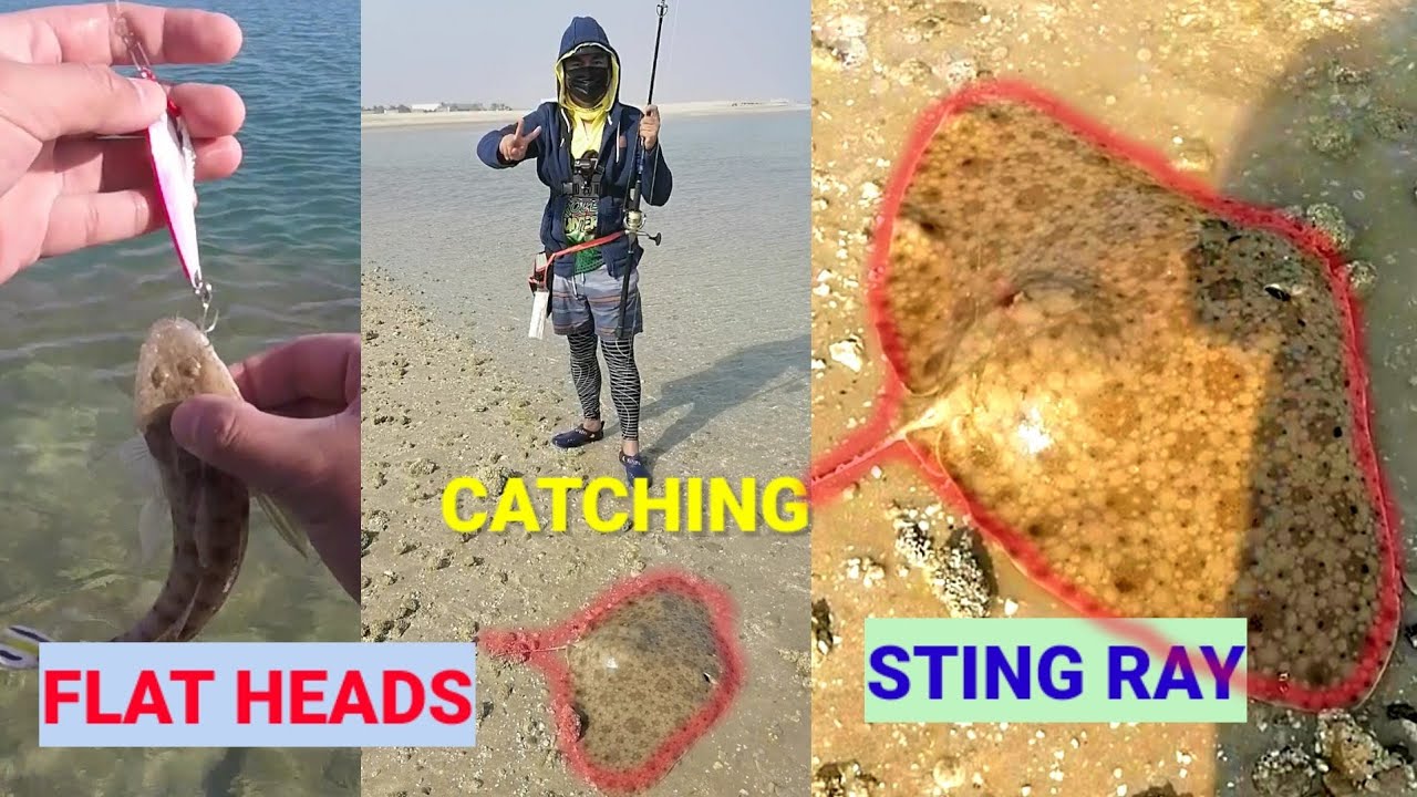 Catching FLAT HEADS and STING RAY in Abu Dhabi Shallow Waters | confused on what to do with the fish