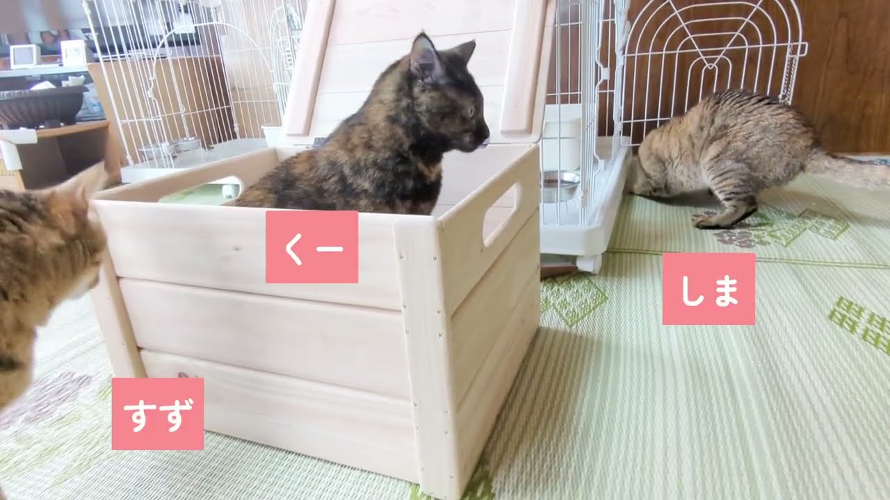 【ねこ親子】遊びに夢中なしまとそれを眺めるすず＆くーSuzu and Kuu watch over Shima as she plays enthusiastically