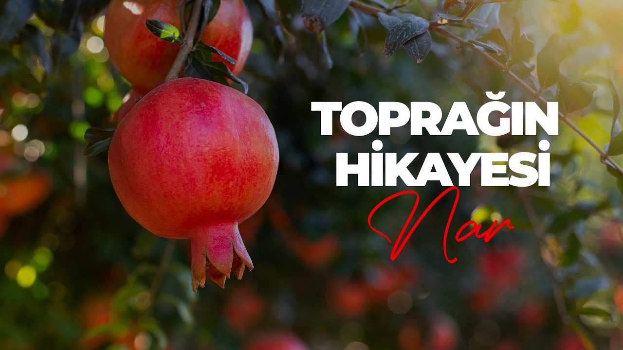 Toprağın Hikayesi: Nar | Akdeniz'in Kırmızı Hazinesi