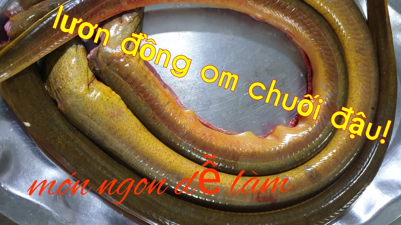 Lươn om chuối đậu.(lươn đồng nghệ an)!