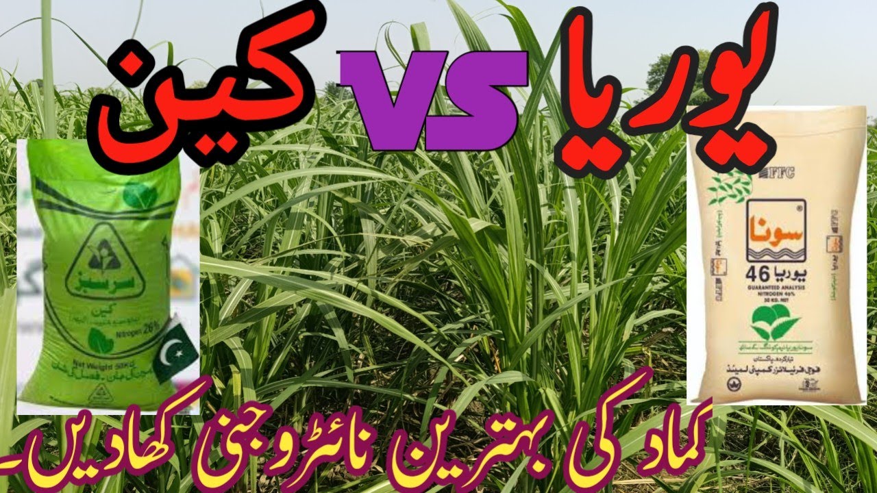 The best nitrogen fertilizer for sugarcane crop.