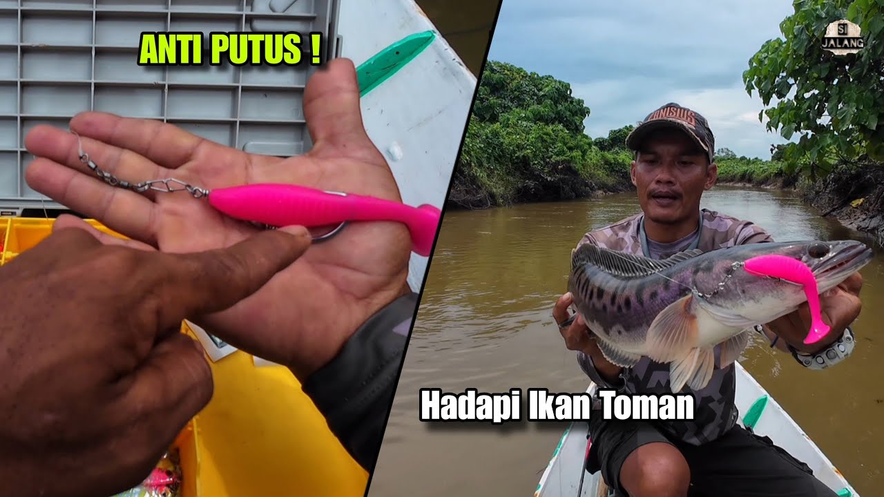 Rangkaian Umpan Casting Toman, AMPUH !