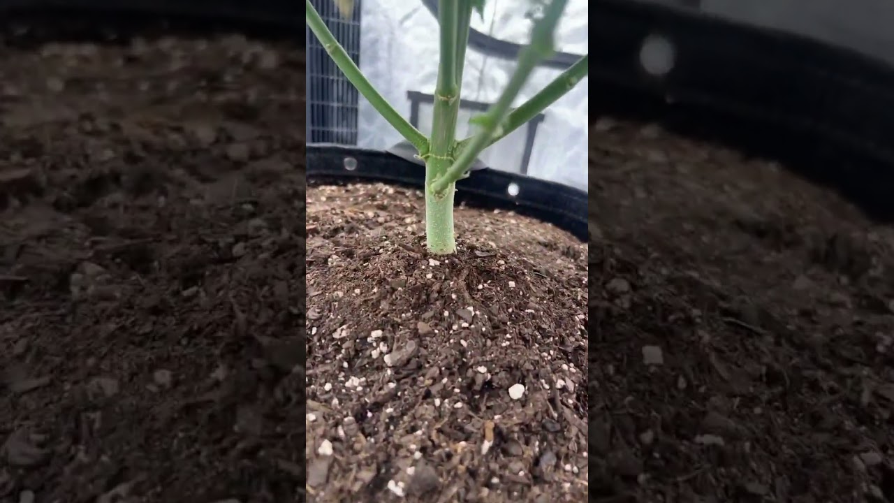 Right before I flowered the granddaddy purple