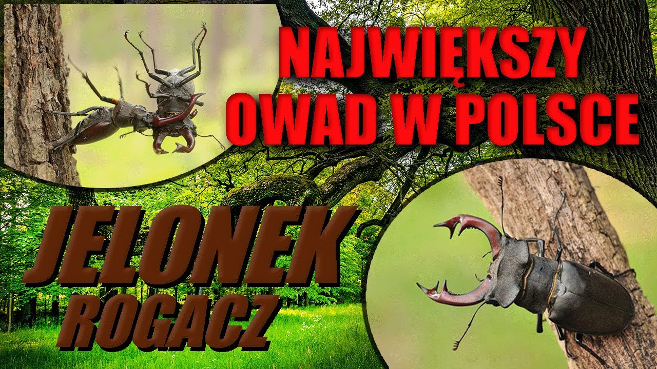 Największy Owad W Polsce! - Jelonek Rogacz