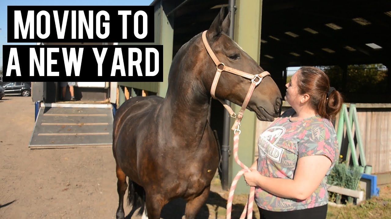 Moving to a new yard | equestrian vlog