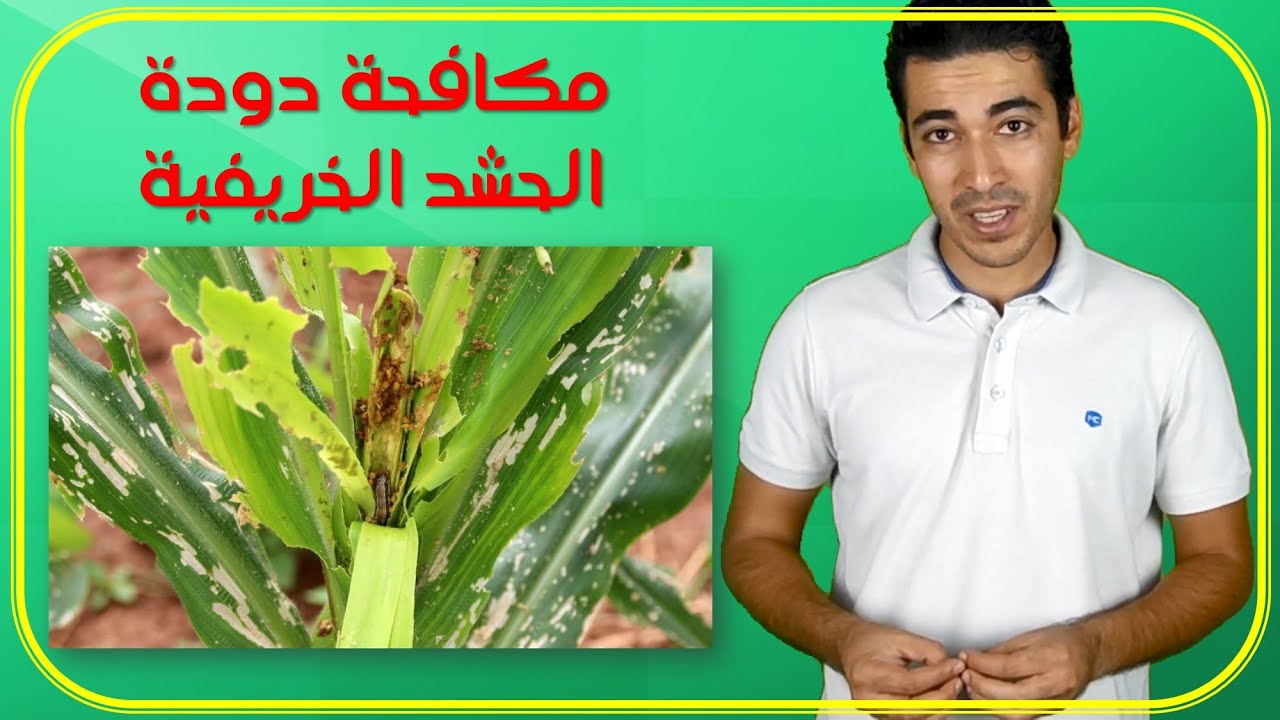 مكافحة أخطر الآفات الحشرية (دودة الحشد الخريفية fall armyworm)