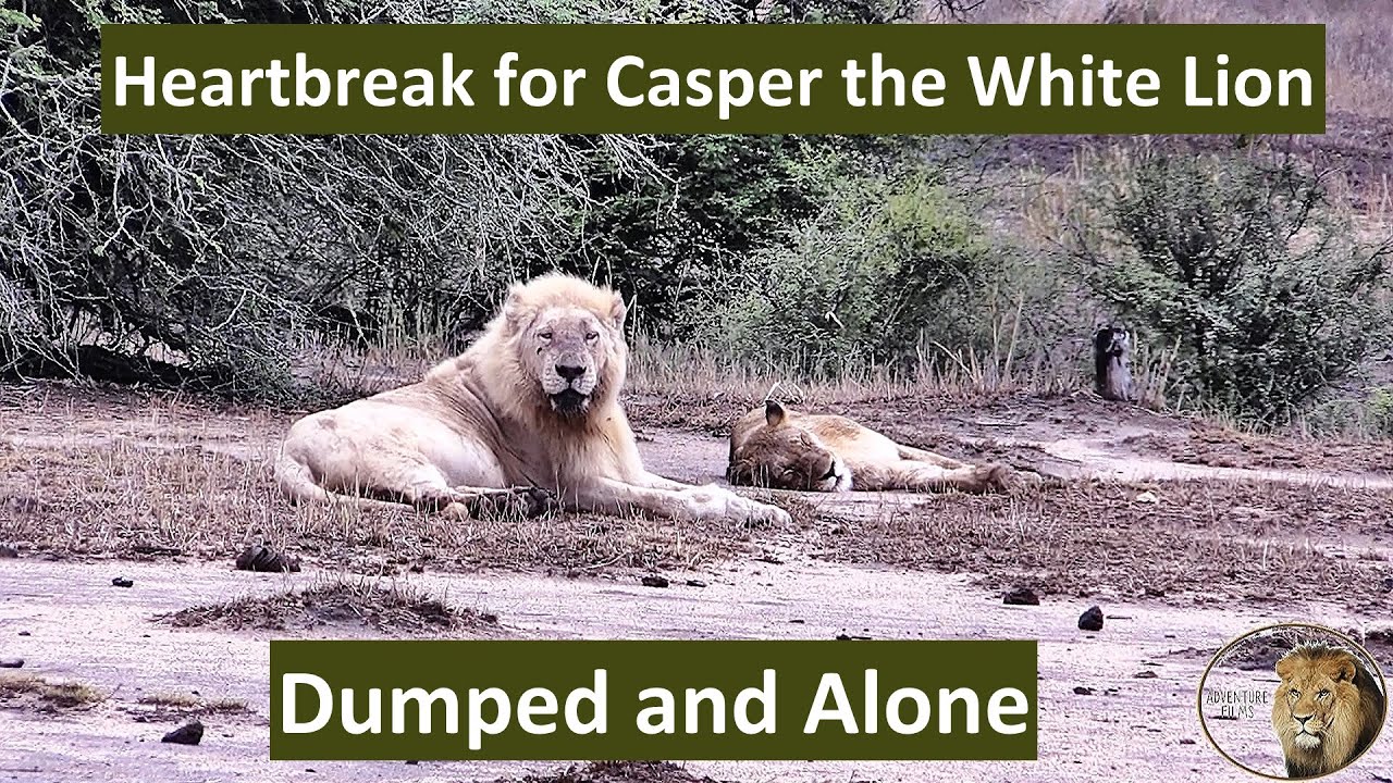 Casper the White Lion Gets Dumped by His New Girlfriend While He Sleeps!