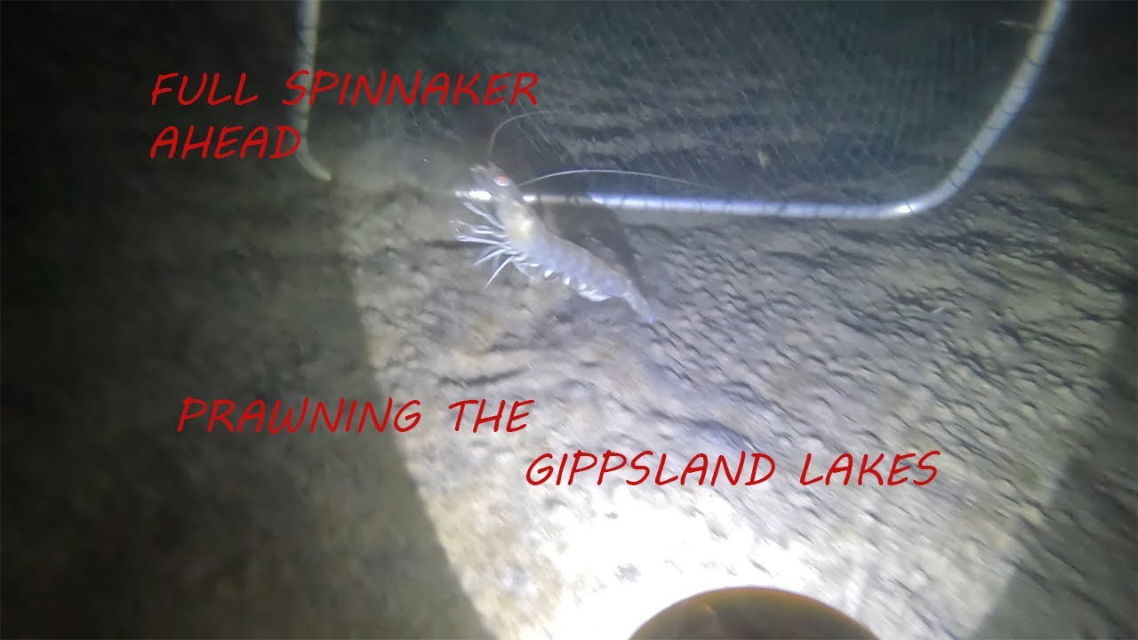 prawning gippsland lakes